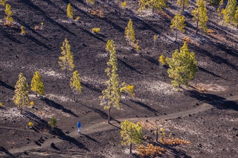 Canary Island pines