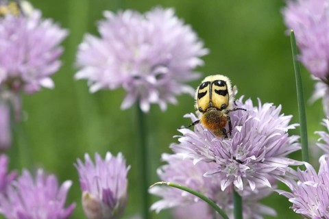 Beetle