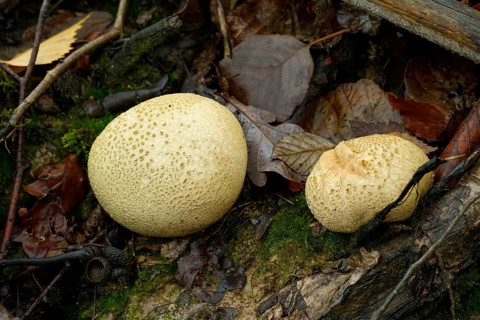 Two bovids on the forest floor. Germany