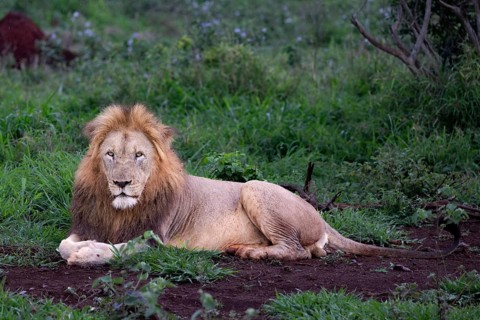 Lion