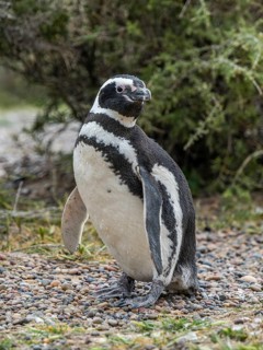 Magellanic penguin