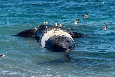 Southern right whale