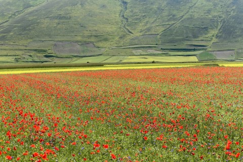 Poppy flowers