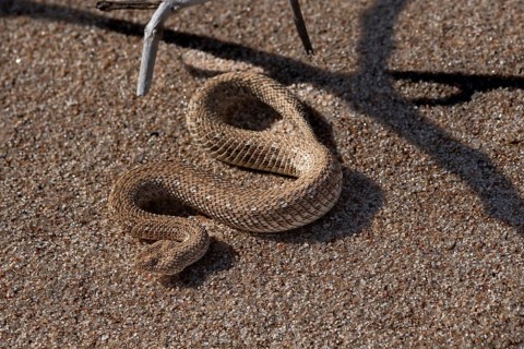 Dwarf puff adder