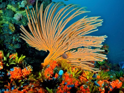 Orange flagellar sea fan