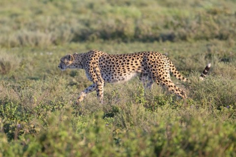 Cheetah