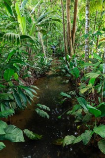 Stream in the tropical jungle