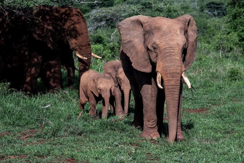 African elephant