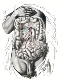 Human anatomy