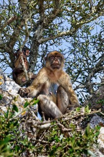 Barbary macaque
