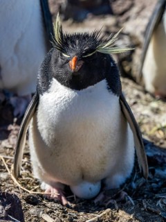 Southern rockhopper penguin