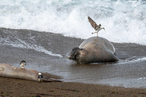 Southern elephant seal