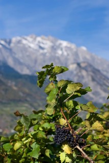 Pinot Noir