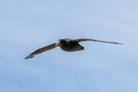Southern giant petrel