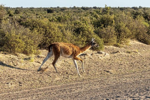 Guanaco
