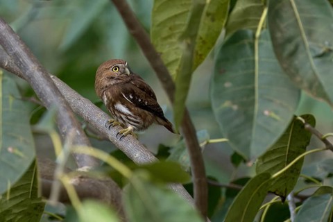 Ferruginous Pygmy-Owl