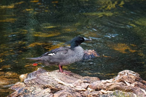 Brazilian merganser