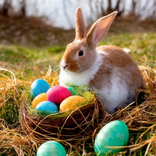 The Easter bunny sits at a nest with Easter eggs