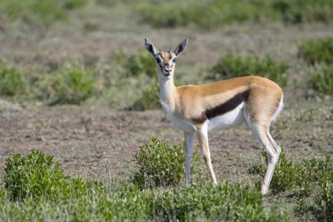 Serengeti thomsons gazelle
