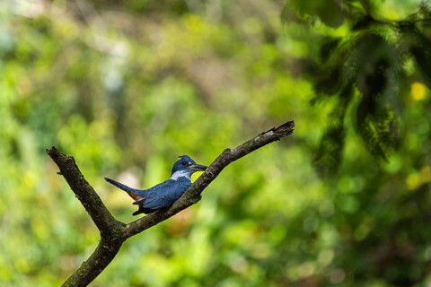 Ringed kingfisher