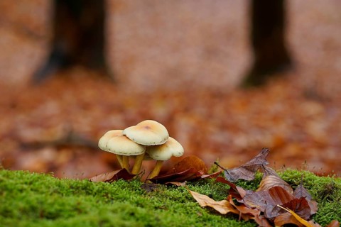 Sulphur tuft