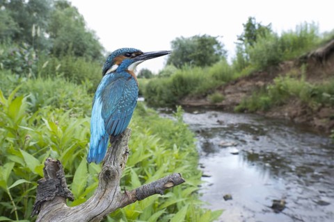 Common kingfisher