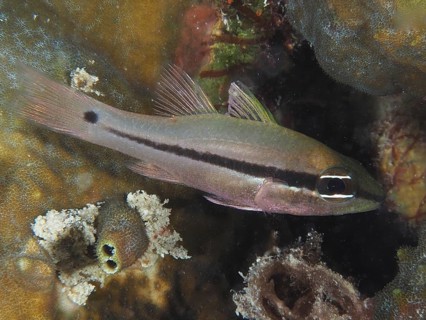 Eye shadow cardinalfish