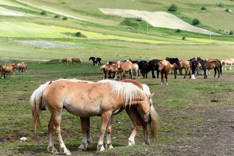 Haflinger horses and others
