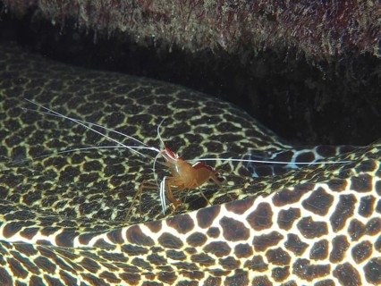 Pacific cleaner shrimp