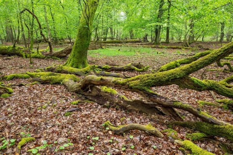 Near-natural deciduous forest