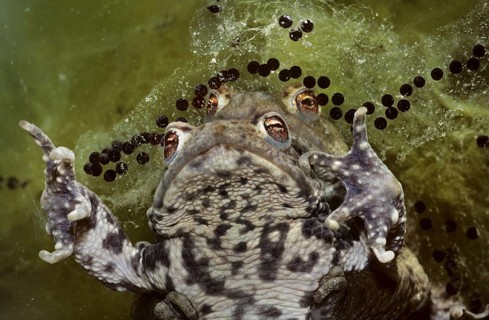 Couple of Common toads