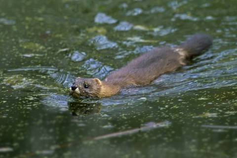 European mink
