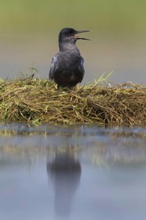 Black tern