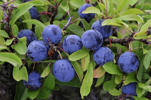 Blackthorn