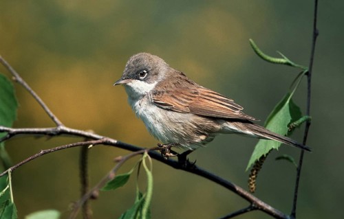 Common whitethroat
