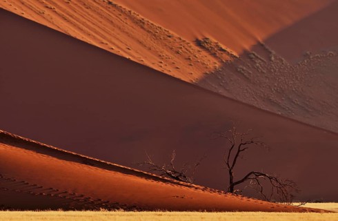 Dead trees in front of red sand dune of the Sossusvlei