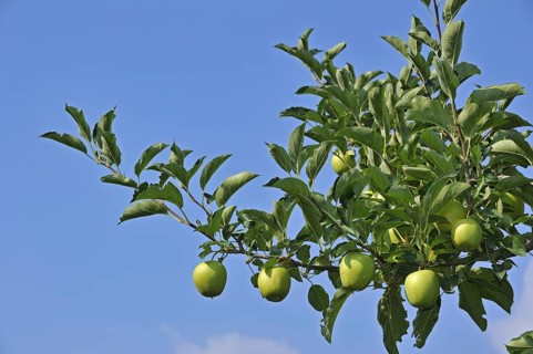 Close up of apple tree