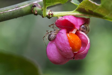 European spindle
