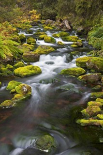 Moss covered boulders in stream Njupan