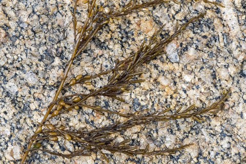 Japanese wireweed