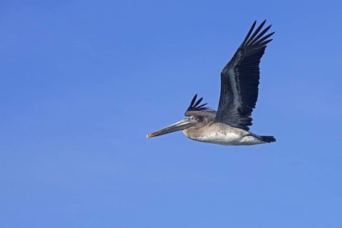 Brown pelican