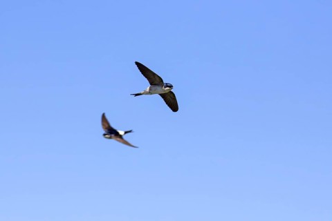 Two common house martins