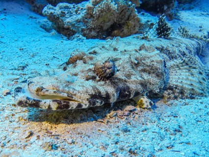 Crocodile fish