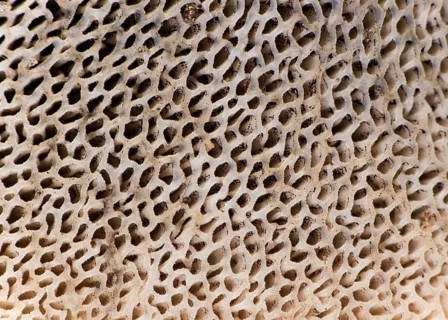 Supermacro of the honeycomb-like ears on the underside of the cap