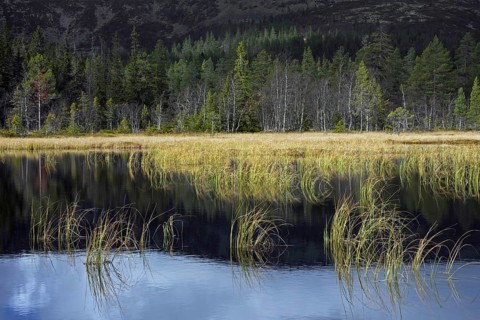 Bog in the Fulufjaellet National Park