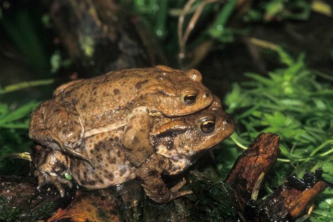 Close up of amplexus behaviour of male and female European common toads