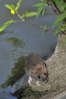 Juvenile Brown rat
