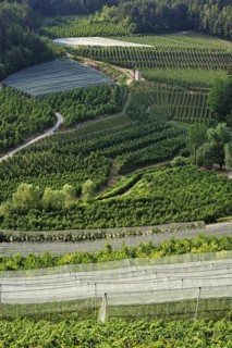 Apple tree orchards at Val di Non
