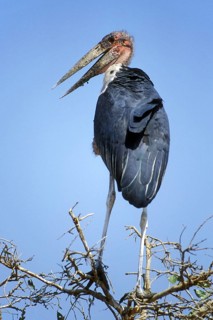 Marabou stork