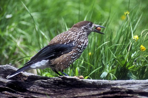 Spotted Nutcracker